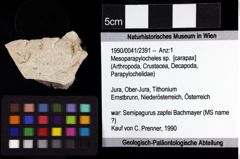 Foto (Objket + Etiketten) von Mesoparapylocheles sp. 